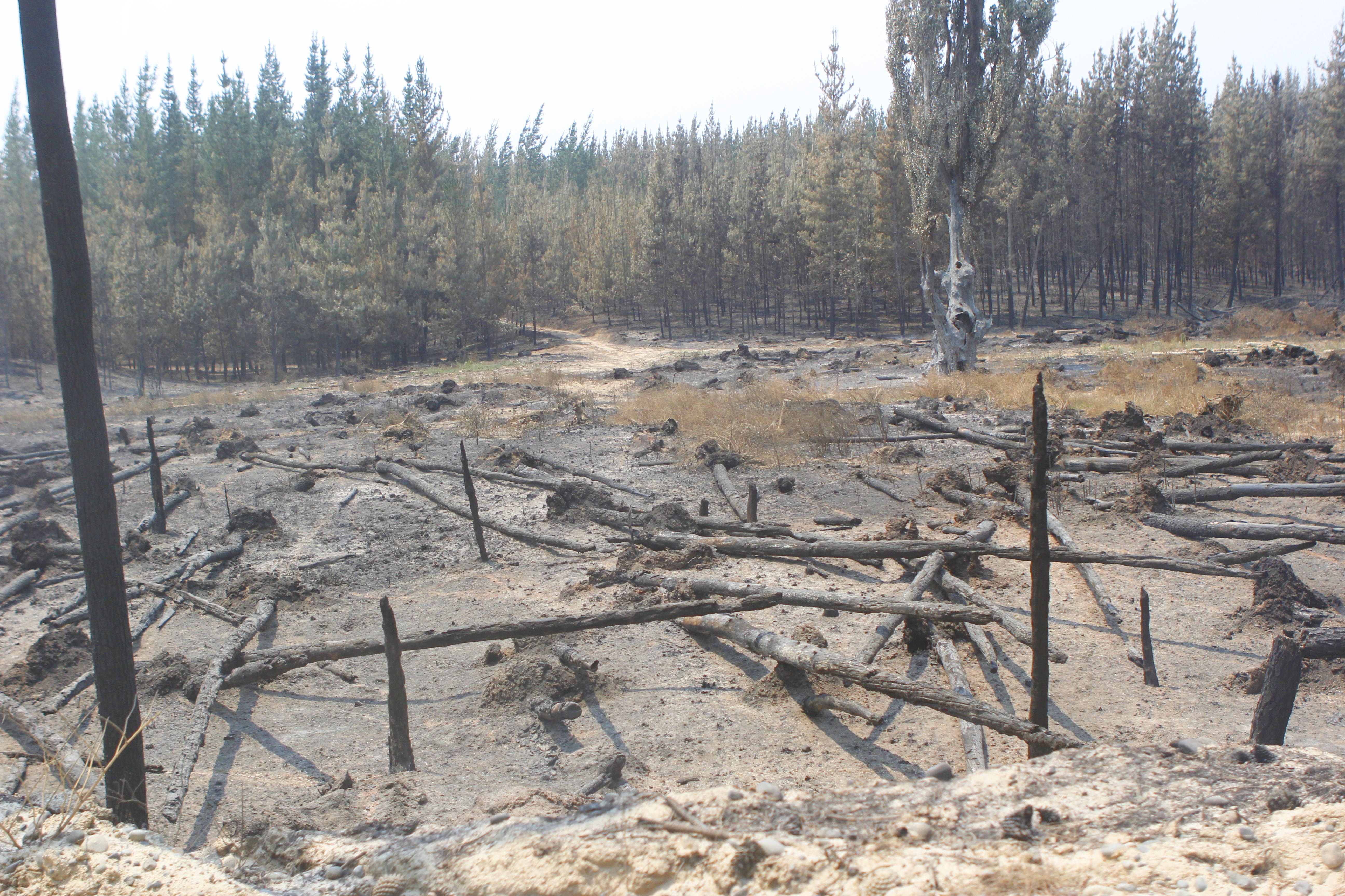 “Ojos para el Maule”: Campaña de la UCM busca propagar la prevención de incendios forestales en las comunidades