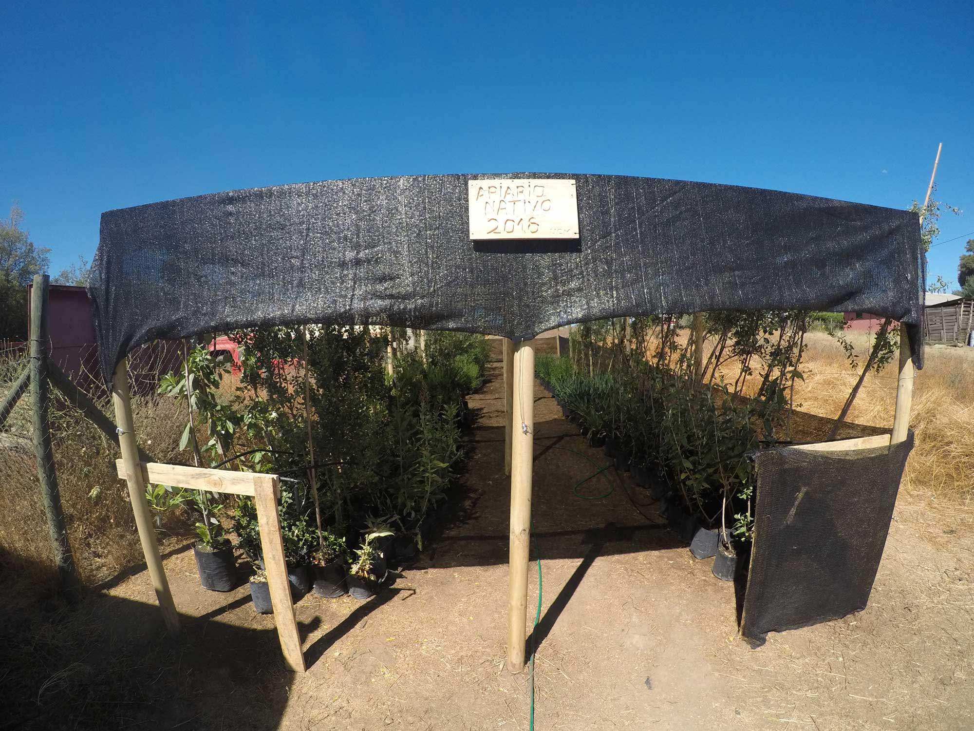 Producirán mieles diferenciadas a partir de apiario de flora nativa