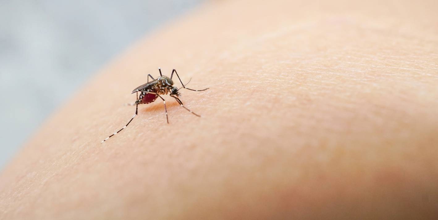 Experto advierte sobre los riesgos del Dengue en Chile