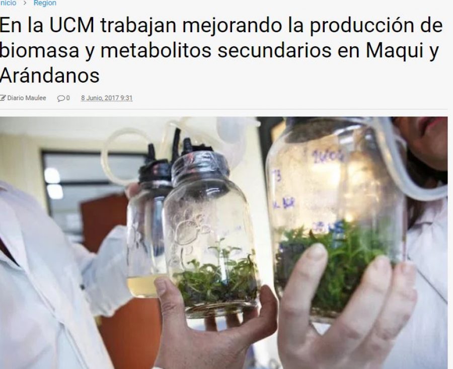 08 de junio en Maulee: “En la UCM trabajan mejorando la producción de biomasa y metabolitos secundarios en Maqui y Arándanos”