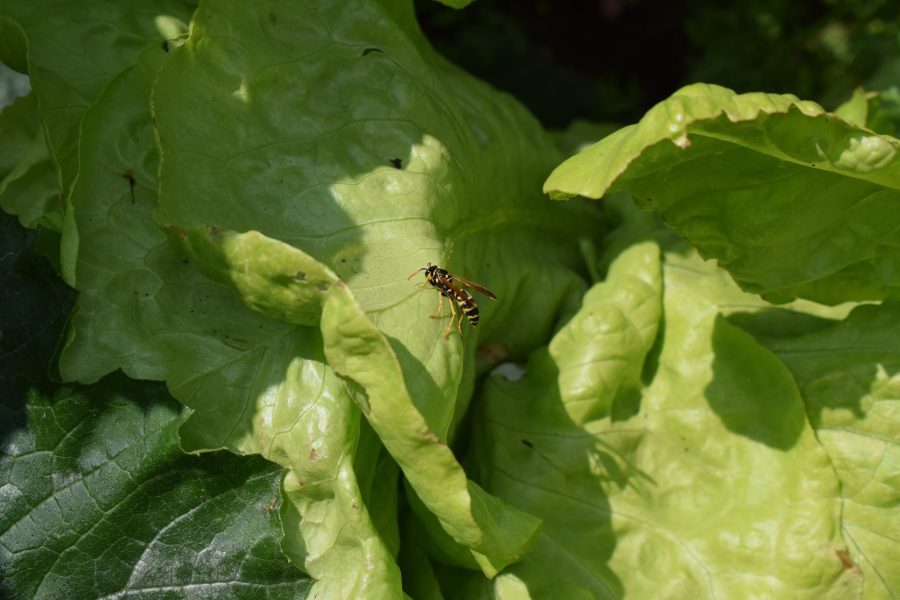 ¿Cómo afectan las altas aplicaciones de insecticidas a la biodiversidad?