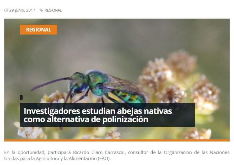 29 de junio en Redmaule.com: “Investigadores estudian abejas nativas como alternativa de polinización”