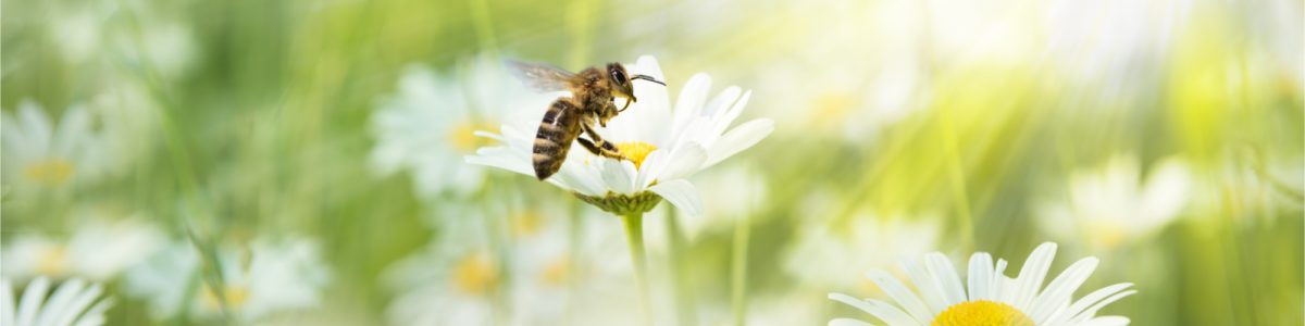 Abejas serían beneficiadas con la disminución de la contaminación debido a la pandemia