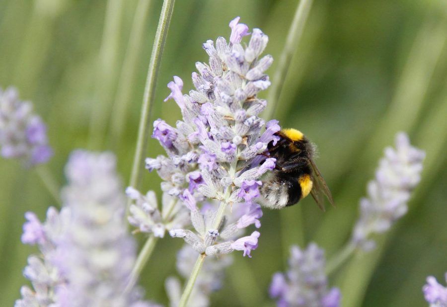 Abejorro europeo también podría afectar a abejas nativas de Chile