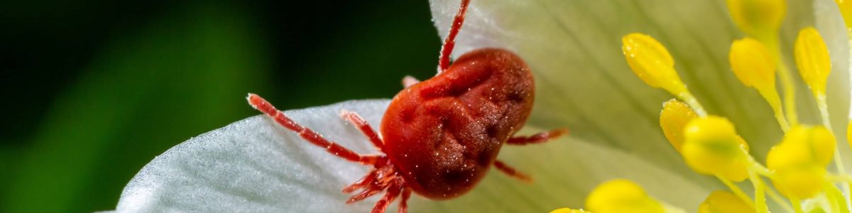 UCM será anfitriona del V Congreso Latinoamericano de Acarología