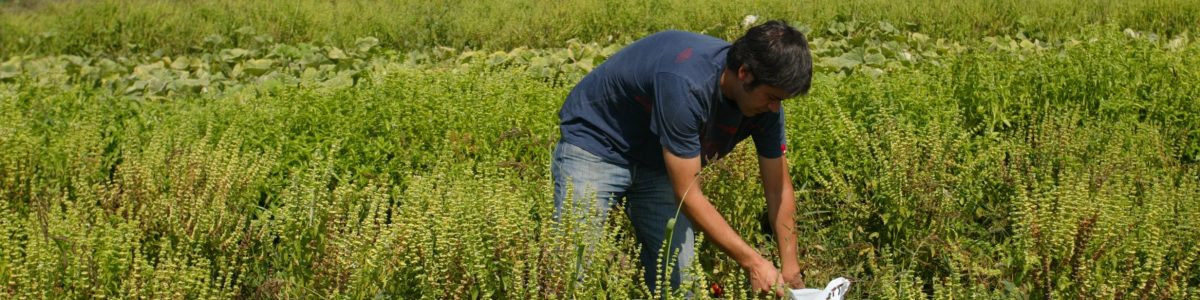 Alertan sobre posible aumento de casos de Hantavirus en verano