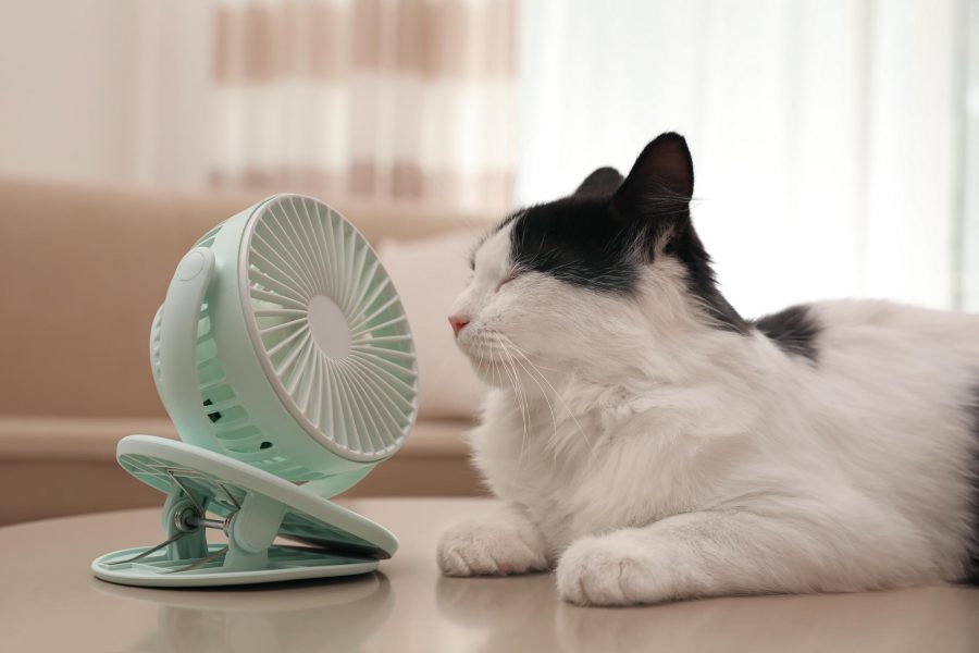 ¿Cómo cuidar a las mascotas de las altas temperaturas y de las garrapatas?