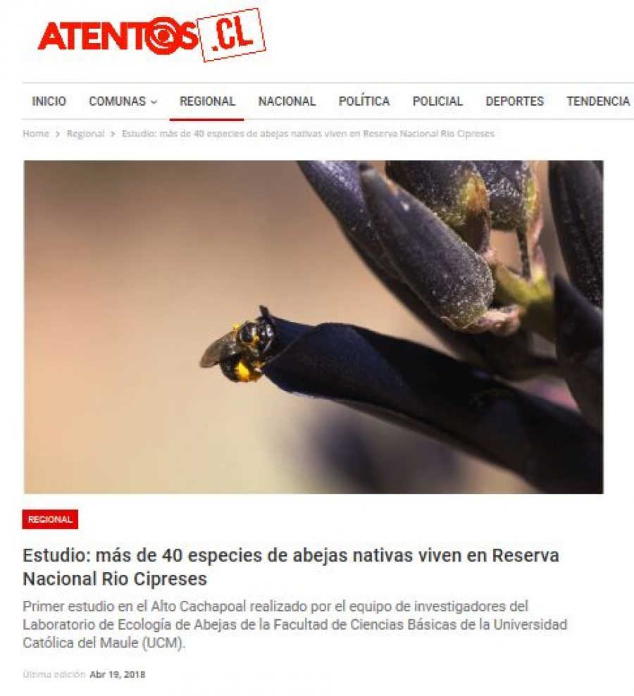 19 de abril en Atentos: “Estudio: más de 40 especies de abejas nativas viven en Reserva Nacional Rio Cipreses “