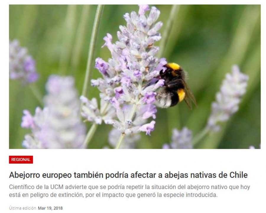 19 de marzo en Atentos: “Abejorro europeo también podría afectar a abejas nativas de Chile”