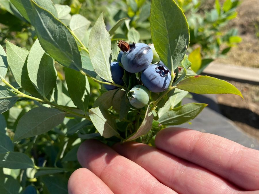 Crean tres variedades de berries adaptables al cambio climático y mejor rendimiento