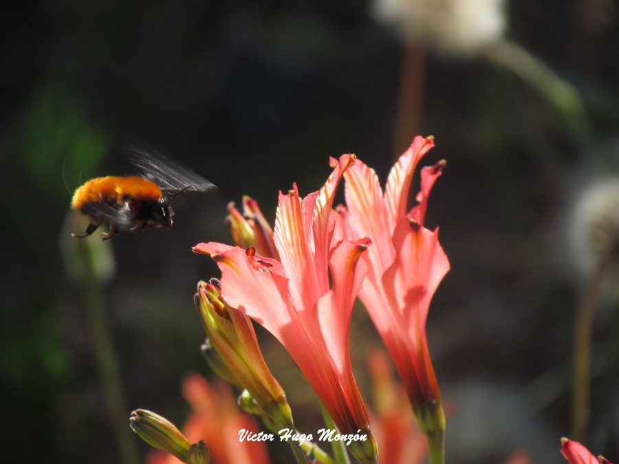 Ciencia: Investigan las causas de la extinción  del abejorro nativo de Chile