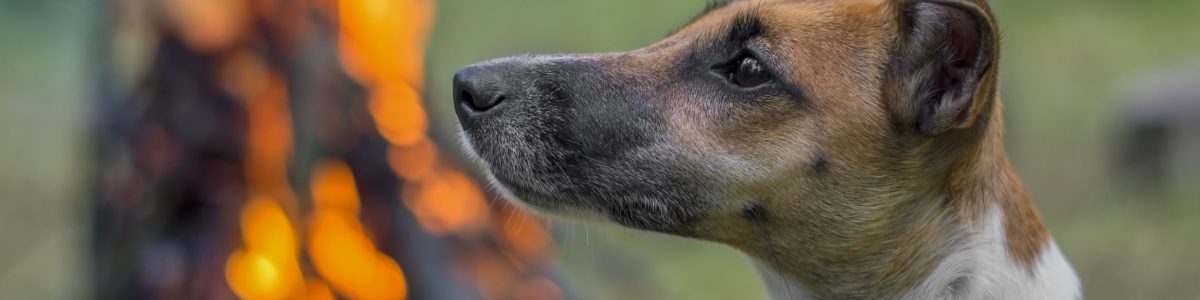 Directora de Medicina Veterinaria UCM y brigada de rescate animal: “Sería una gran contribución al país”