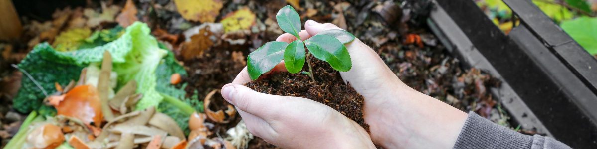 Innovador proyecto UCM:  Buscan producir contenedores biodegradables para exportación de frutas a partir de residuos agroindustriales