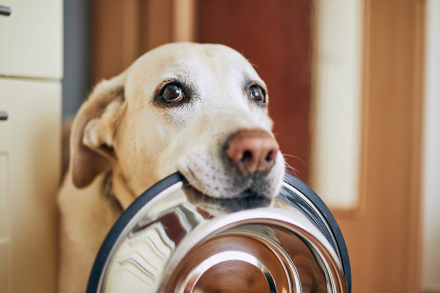 ¿Pueden las mascotas comer empanadas, longanizas o huesos en Fiestas Patrias?: Académica de la UCM lo aclaró