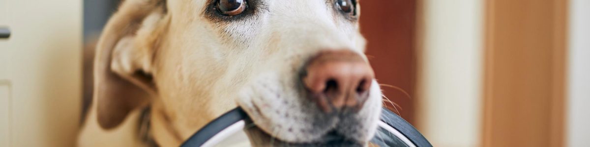 ¿Pueden las mascotas comer empanadas, longanizas o huesos en Fiestas Patrias?: Académica de la UCM lo aclaró
