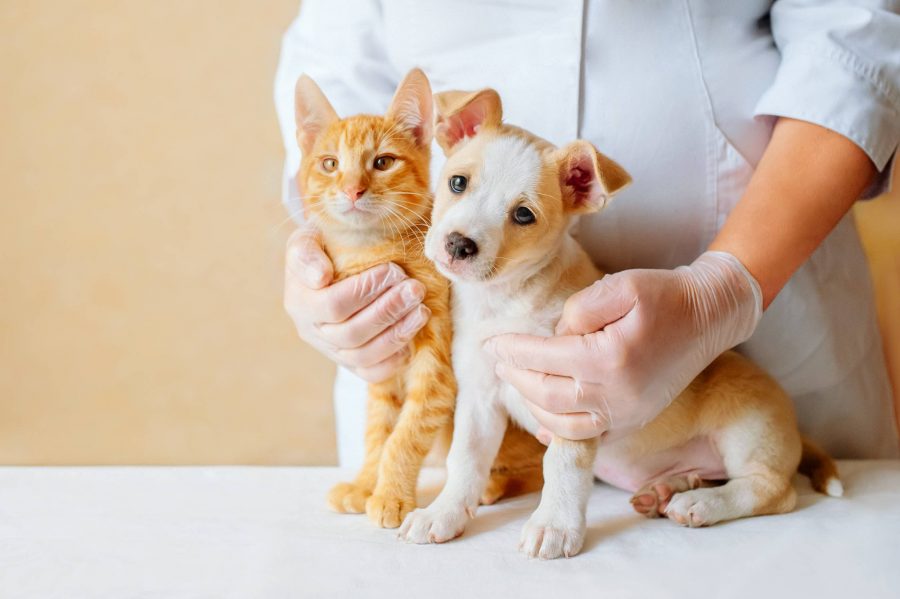 Las principales recomendaciones para el cuidado de las mascotas ante la gripe aviar y otras enfermedades