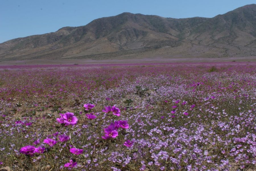 Opinión: “Desierto florido en Chile”