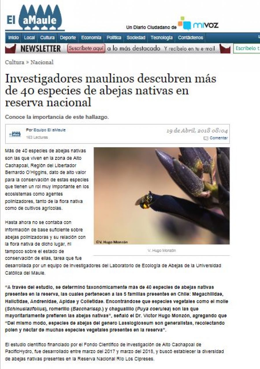 19 de abril en El Amaule: “Investigadores maulinos descubren más de 40 especies de abejas nativas en reserva nacional”
