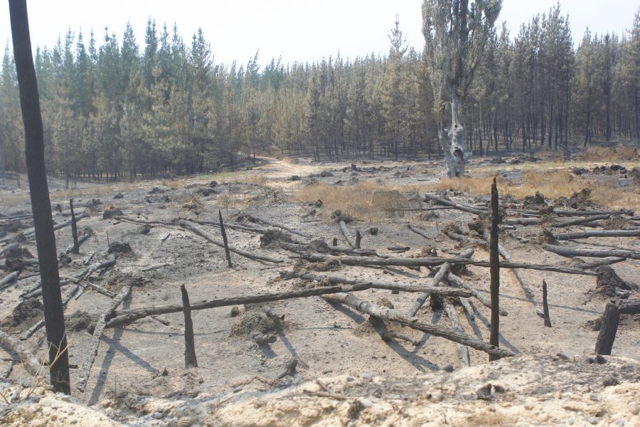Incendio forestal de Molina agravará la sequía y afectará calidad de productos agrícolas