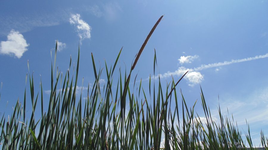 De la UCM para el sur de Chile: proyecto piloto tratará descargas de agua