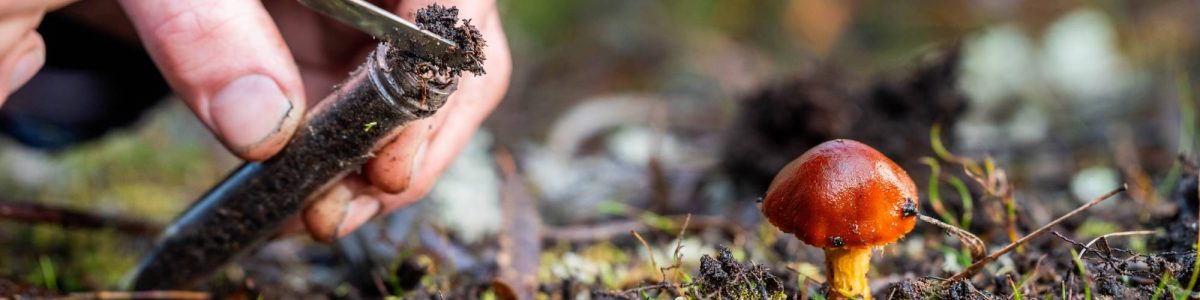 UCM celebrará el Día del Medioambiente con charla magistral y muestra científica abierta a la comunidad