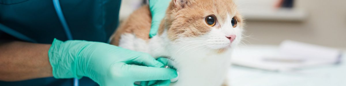 Experta de la UCM explicó cómo identificar el hongo que afecta a los gatos y entregó recomendaciones