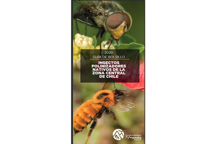 Lanzan guía didáctica que permite conocer y cuidar los insectos polinizadores de nuestro país