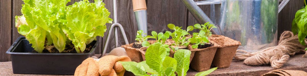 Sustentabilidad: En el Día de la tierra arme su huerto en tres simples pasos