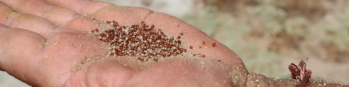 Estudiantes de Agronomía UCM ganaron importante concurso nacional “Tesis País”