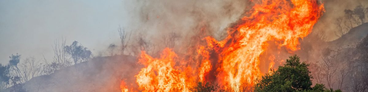 Académicos de la UCM y los incendios forestales: “Debiera considerarse una política de planificación territorial”