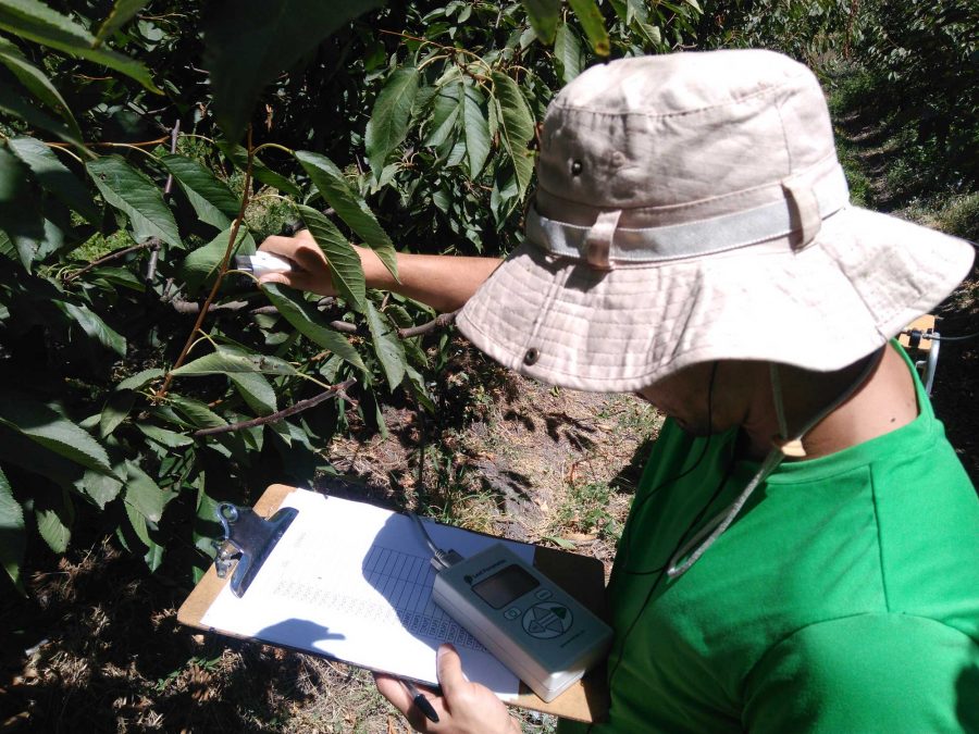 Investigación busca optimizar recurso de agua en plantaciones de cerezos