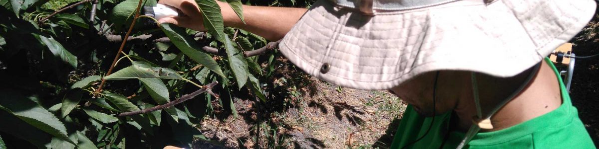 Investigación busca optimizar recurso de agua en plantaciones de cerezos