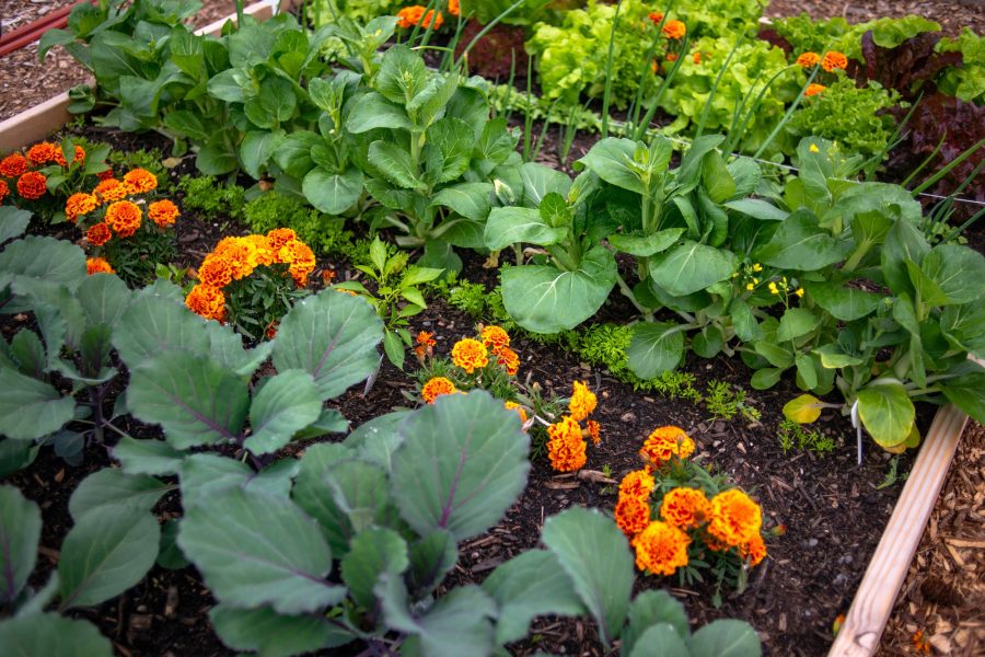 Experto recomienda las superplantas para nuestro jardín