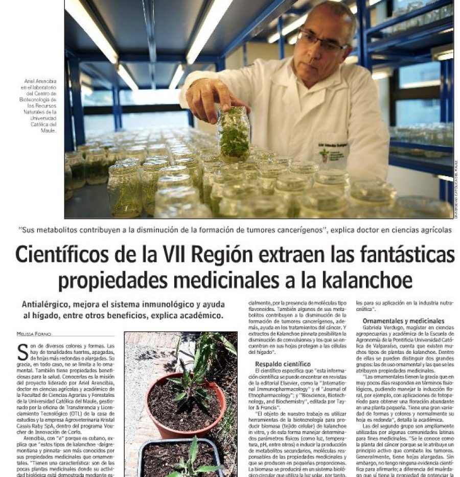 04 de enero en Diario Las Últimas Noticias: “Científicos de la VII Región extraen las fantásticas propiedades medicinales a la kalanchoe”