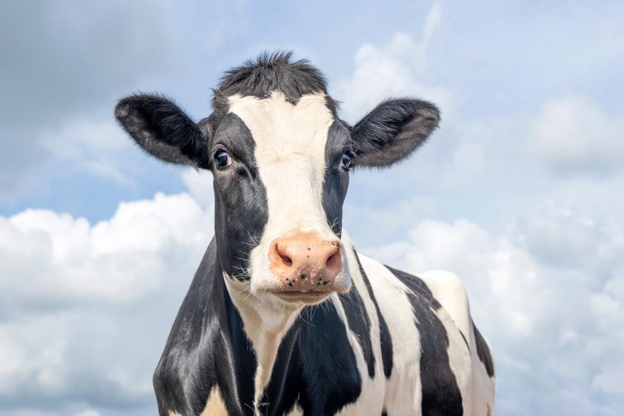Nutricionista de la UCM explicó los beneficios de la leche de vaca y no recomendó la leche vegetal en niños