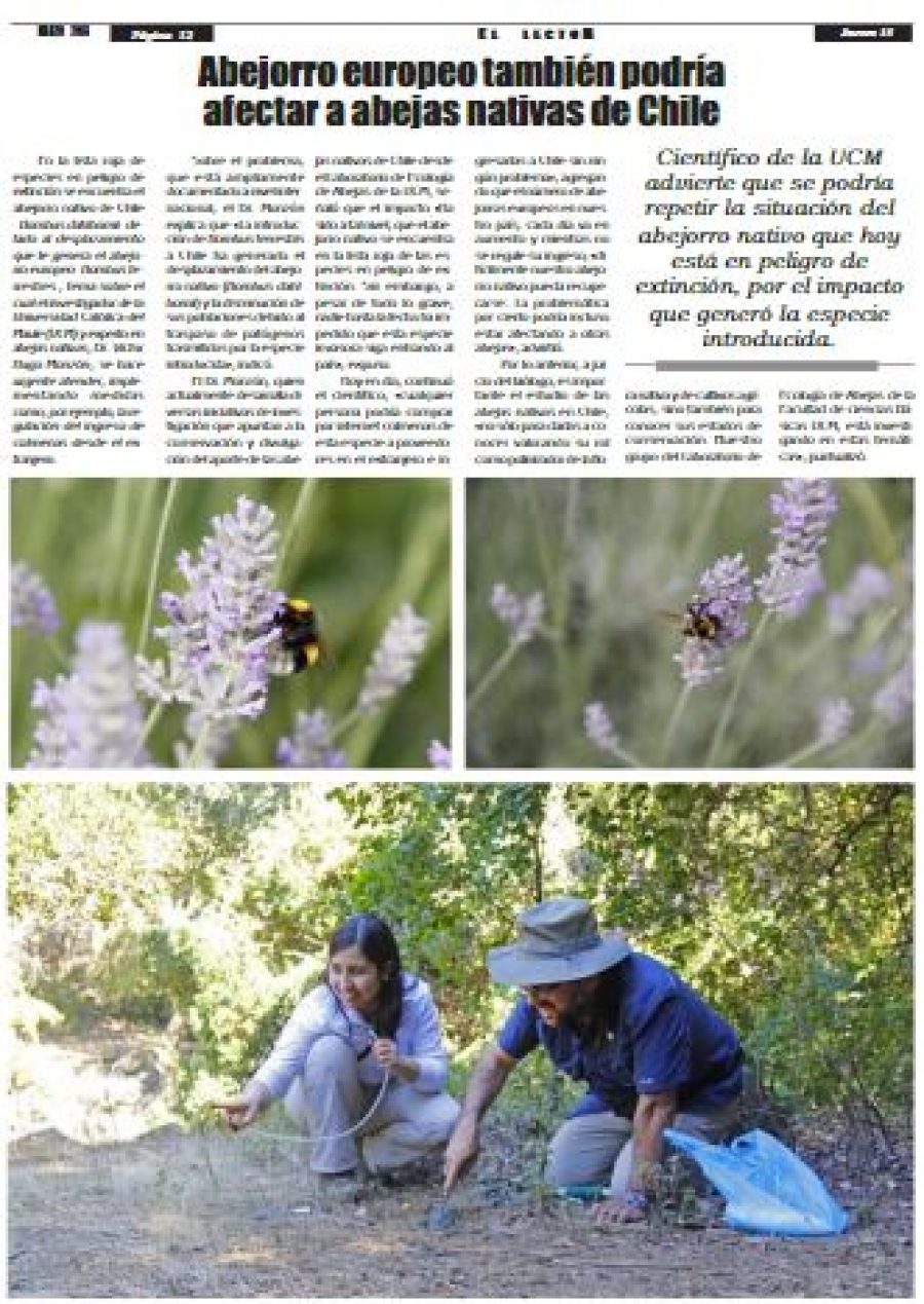 15 de marzo en Diario El Lector: “Abejorro europeo también podría afectar a abejas nativas de Chile”