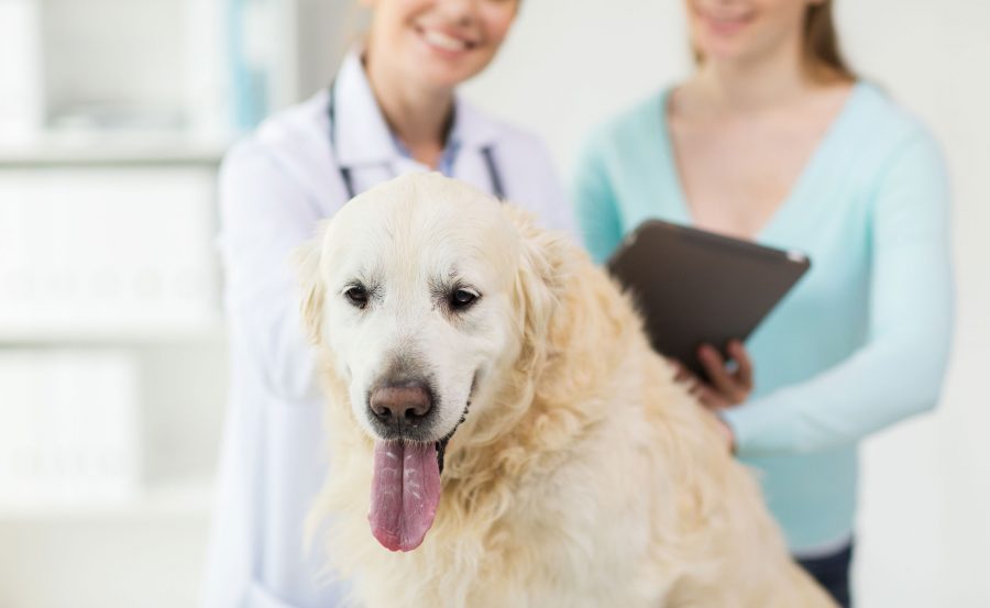 El rol fundamental que cumplen los médicos veterinarios en la sociedad
