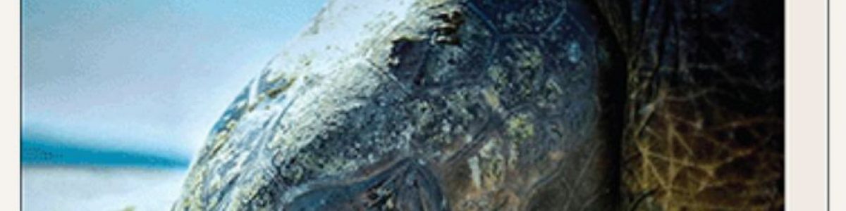 Artículo científico de Académico de la UCM es portada en Prestigioso Journal