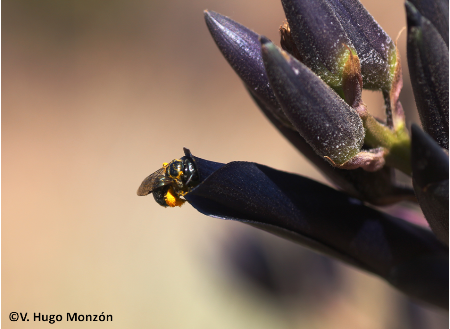 Estudio estableció que más de 40 especies de abejas nativas viven en Reserva Nacional Rio Cipreses