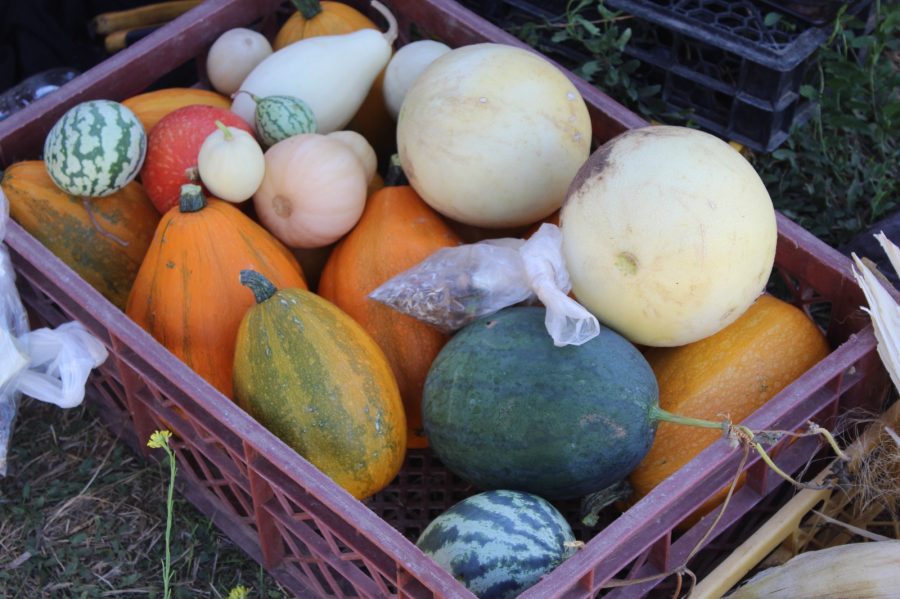 Rescatan sabores e identidad del patrimonio agroalimentario del Mataquito