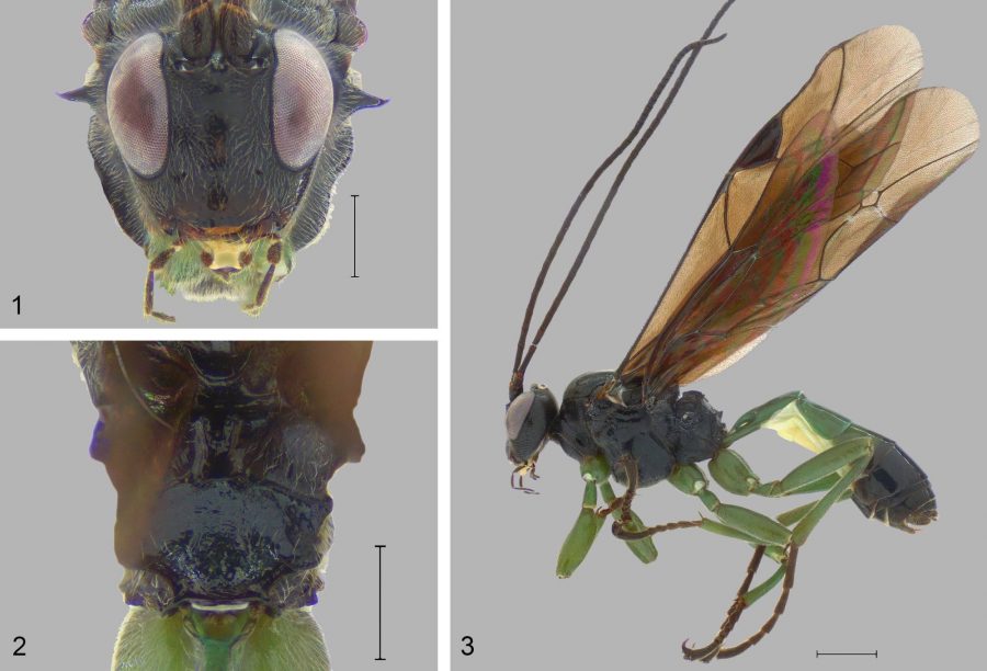 Descubren nueva especie de avispa de Darwin color esmeralda en la Región del Maule