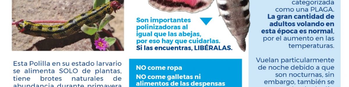 Por qué no estamos ante una plaga de polillas