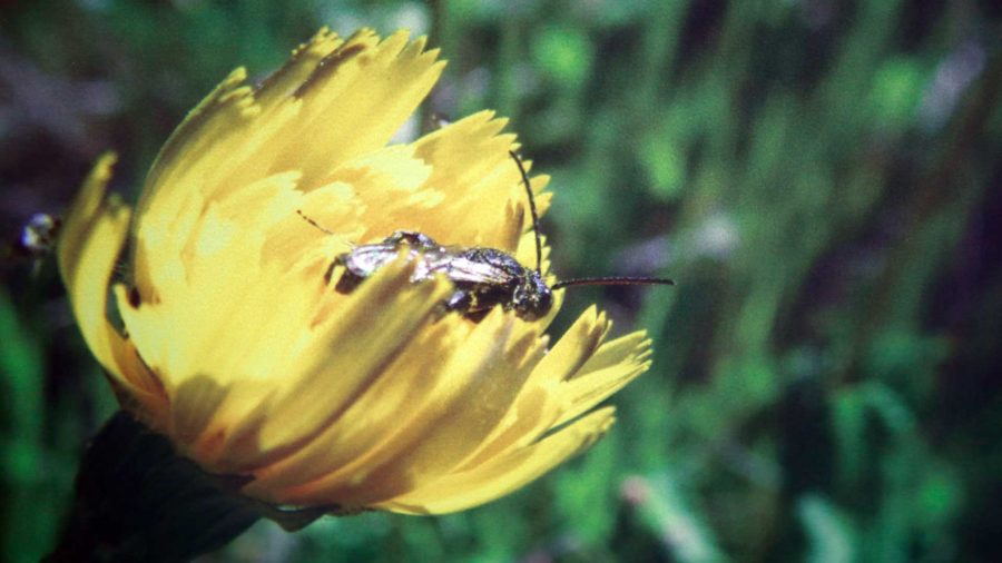 Investigan reconocimiento de especies de abejas a través de su zumbido