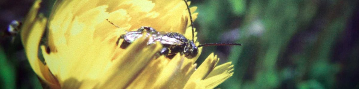 Investigan reconocimiento de especies de abejas a través de su zumbido