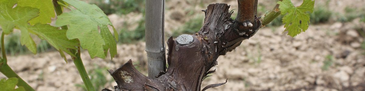 Promueven nueva poda sustentable para lograr parras de 80 años produciendo bien