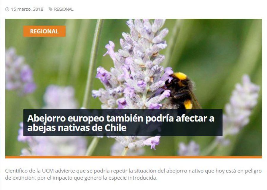 15 de marzo en Redmaule.com: “Abejorro europeo también podría afectar a abejas nativas de Chile”
