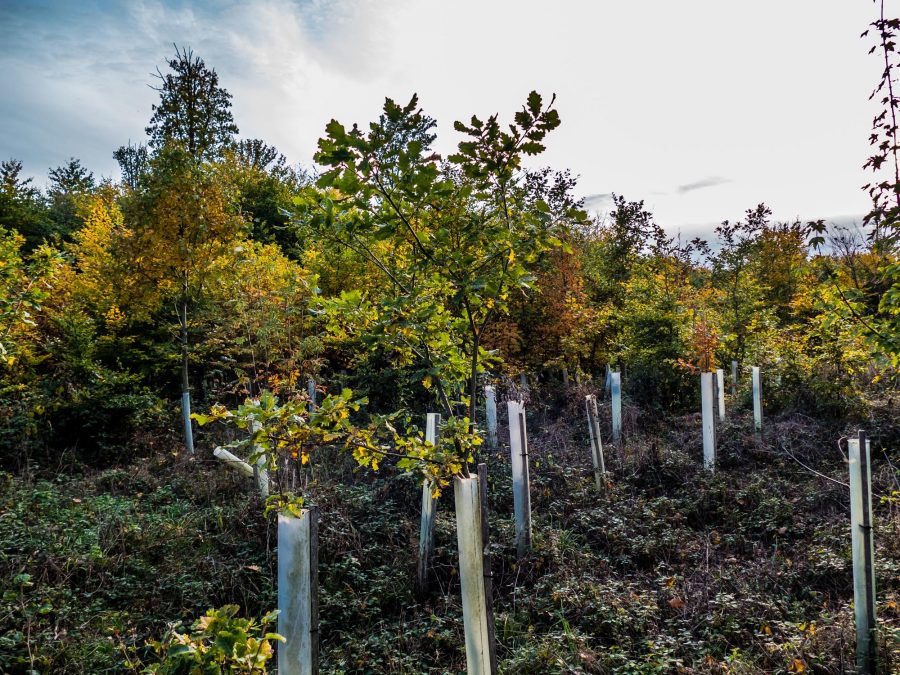 Desalinización y reforestación: simposio internacional abordó desafíos para la conservación del suelo