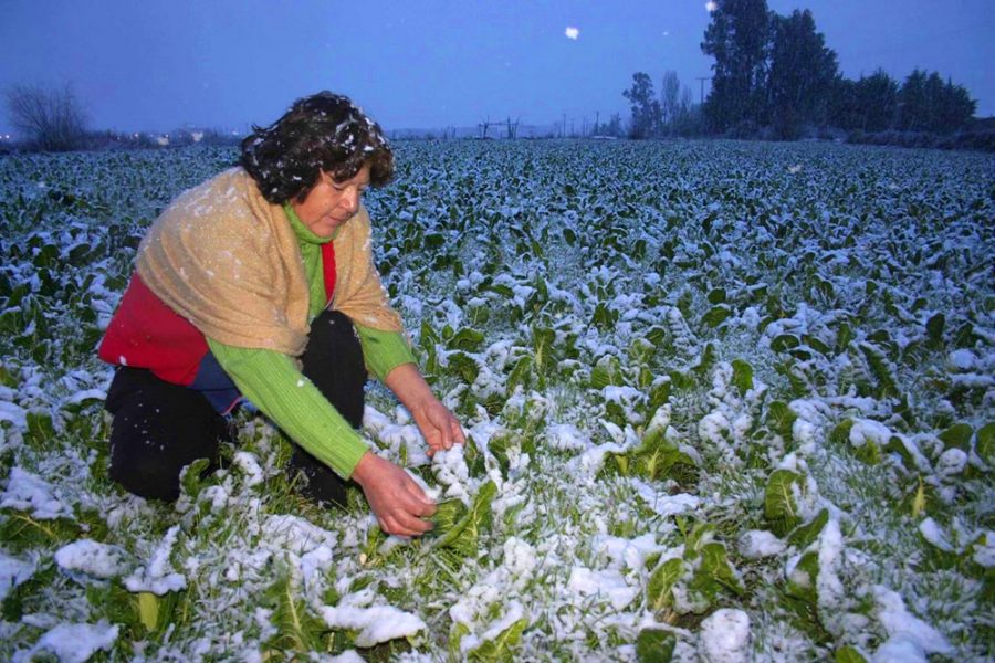 Efectos de las heladas en la agricultura: Sepa cómo enfrentar las bajas temperaturas