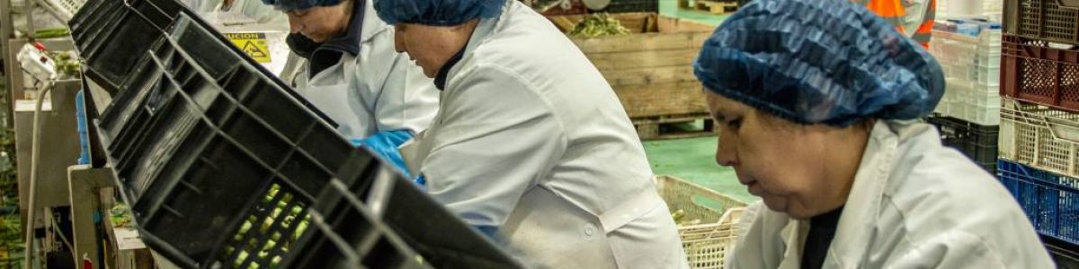 Desempleo baja al 7,9% en la Región del Maule, pero persisten las brechas de género y educación