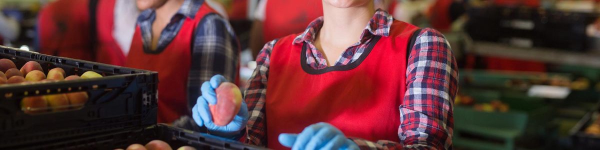 Termómetro Laboral: tasa de ocupación registra un repunte en la región del Maule
